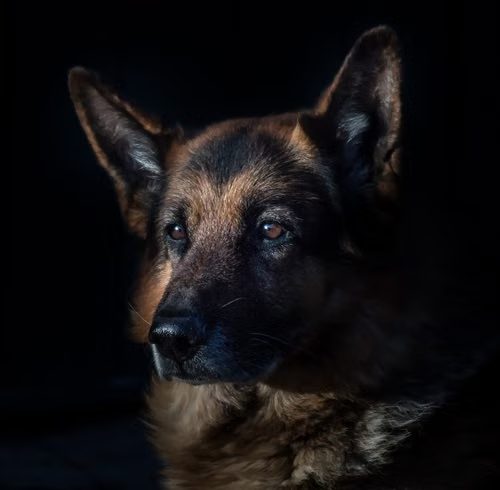 Healthy german shepherd puppies raised with love
