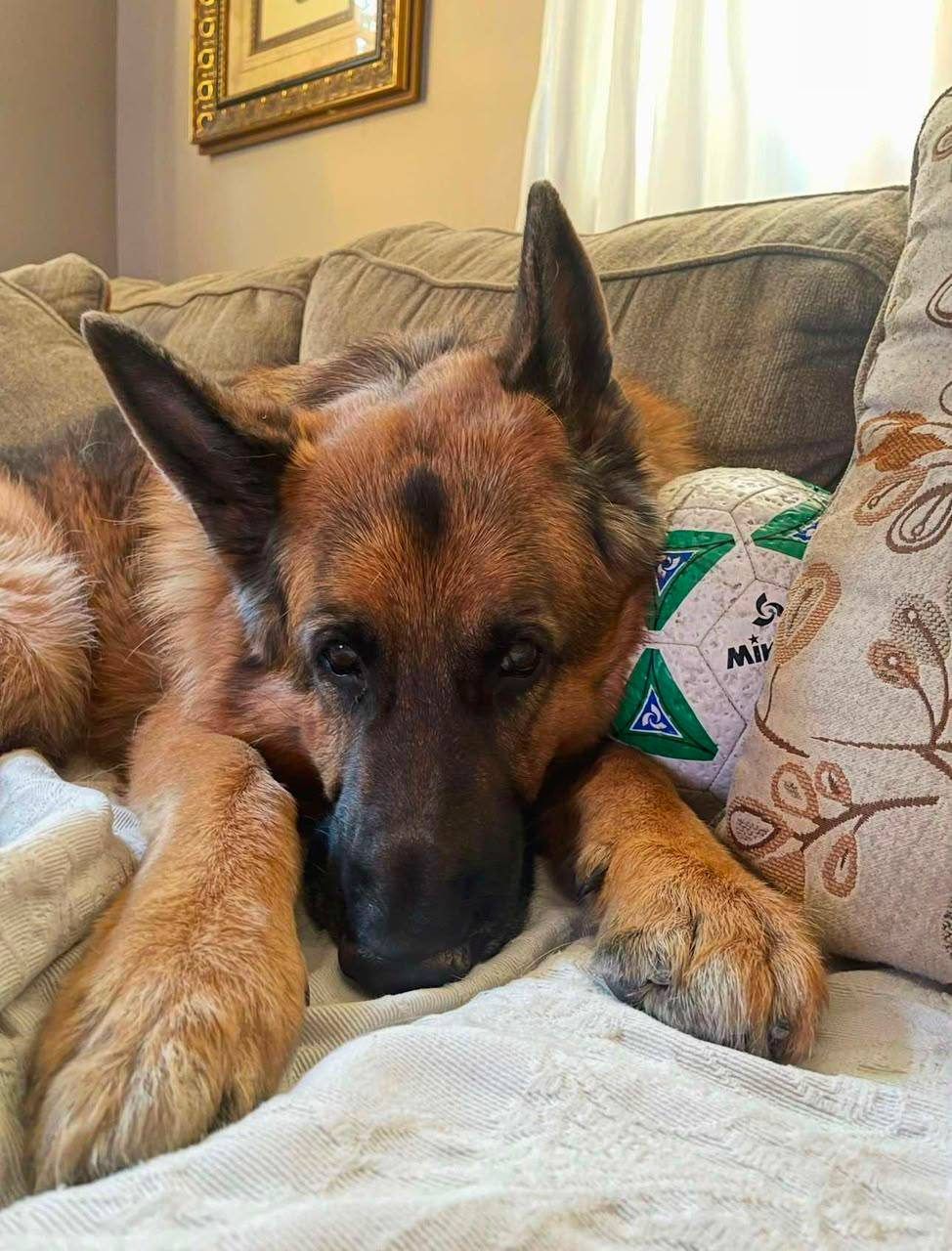Black & Tan adult german shepherd for sale - Caesar from Jessica Shepherds