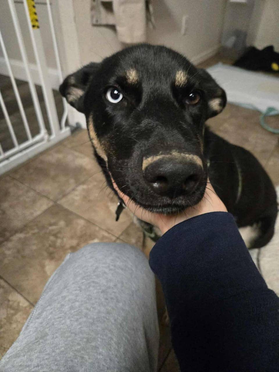 Black & Tan adult german shepherd for sale - Freya from Jessica Shepherds