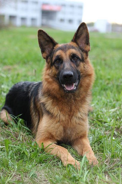 Black & Tan adult german shepherd for sale - Hugo from Jessica Shepherds