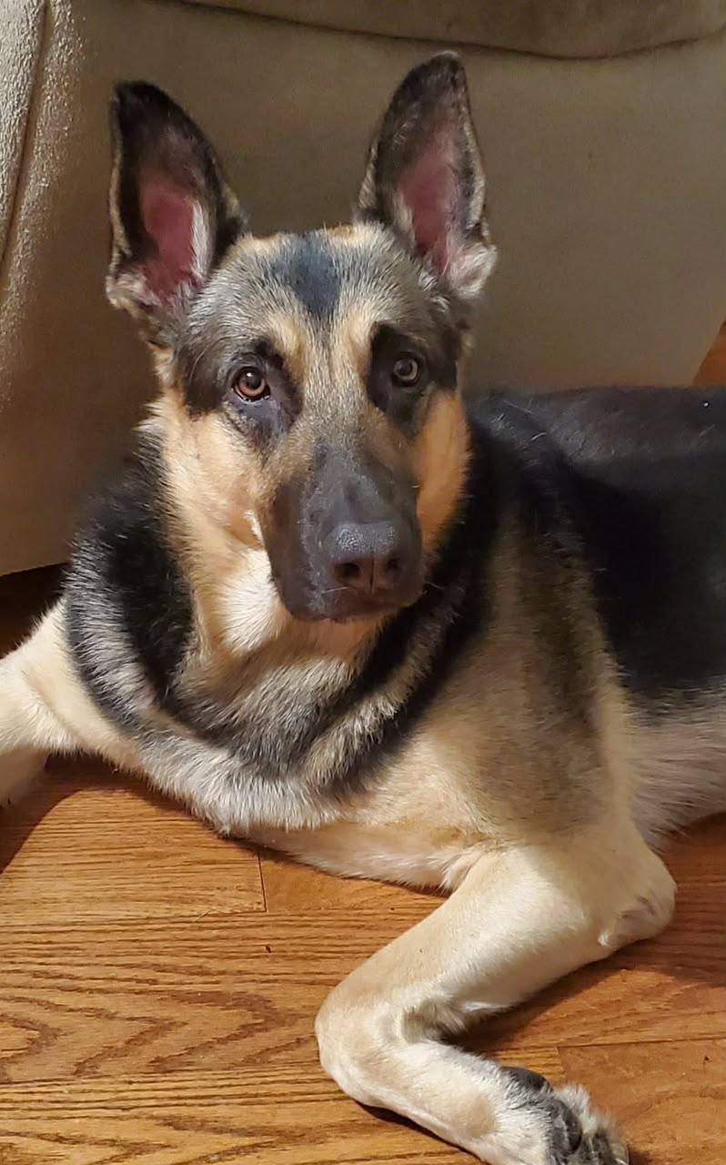 Black & Tan adult german shepherd for sale - Kaiser from Jessica Shepherds