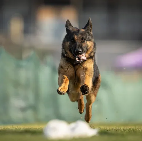 Black & Tan adult german shepherd for sale - Titan from Jessica Shepherds