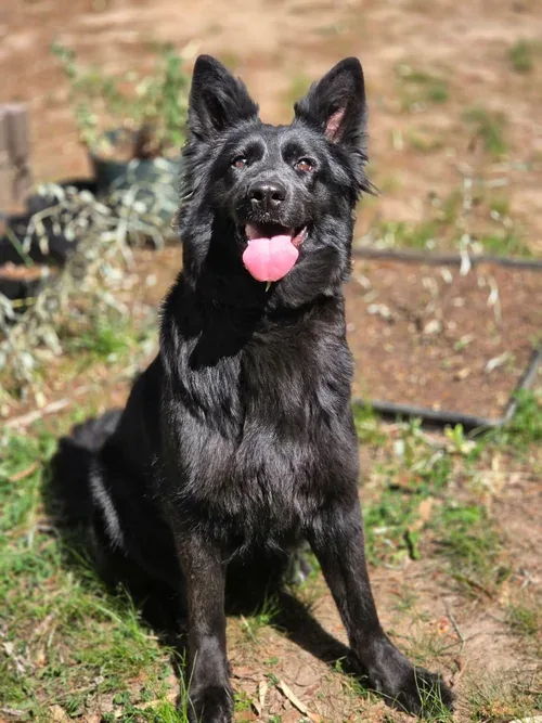 Solid Black adult german shepherd for sale - Vader from Jessica Shepherds