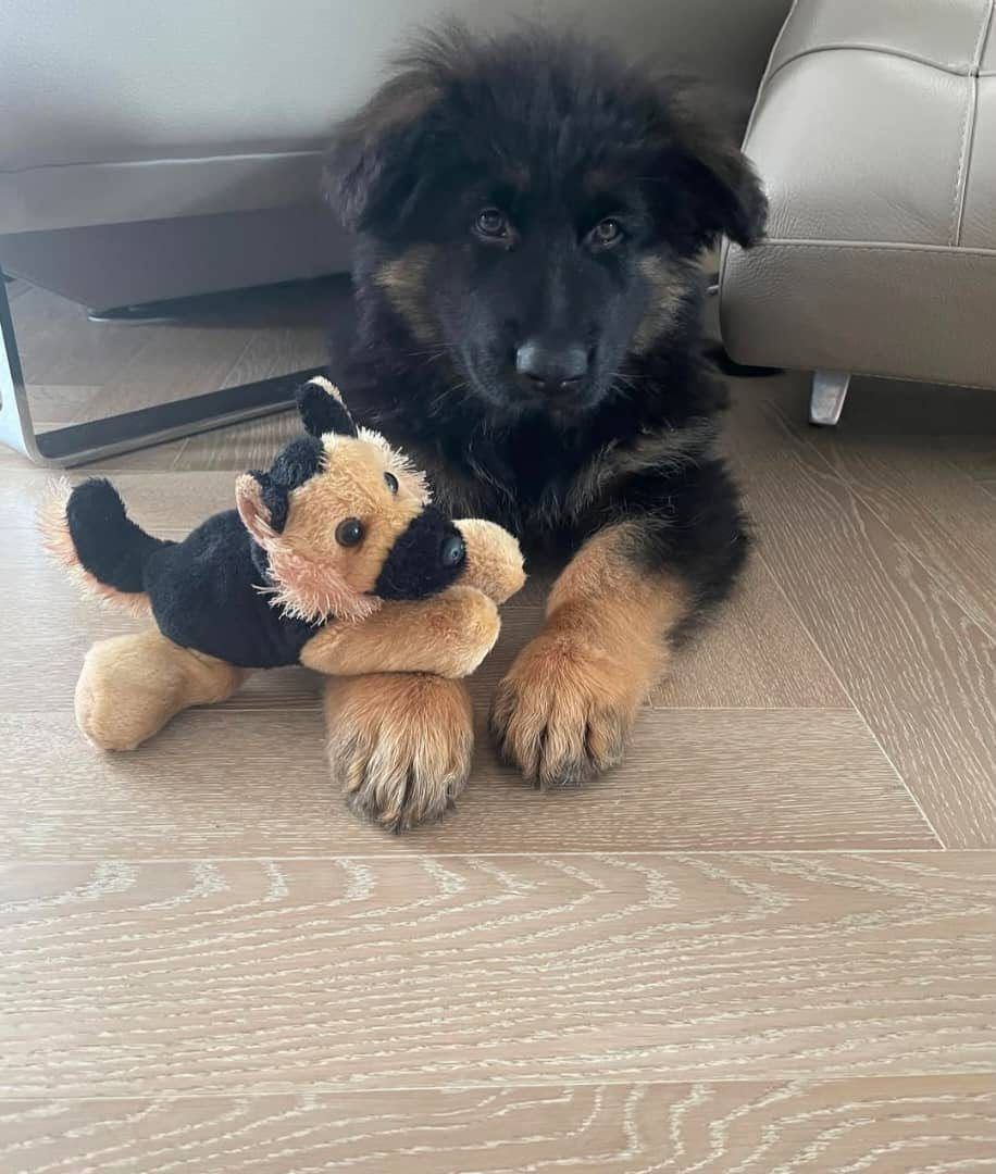 Luna photo 2