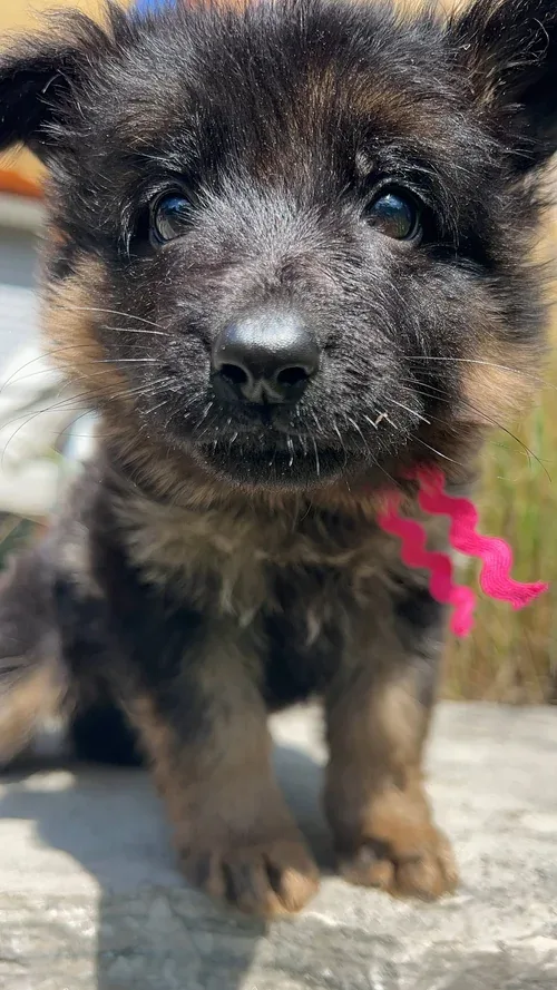 Black & Tan german shepherd puppy for sale - Cleo from Jessica Shepherds
