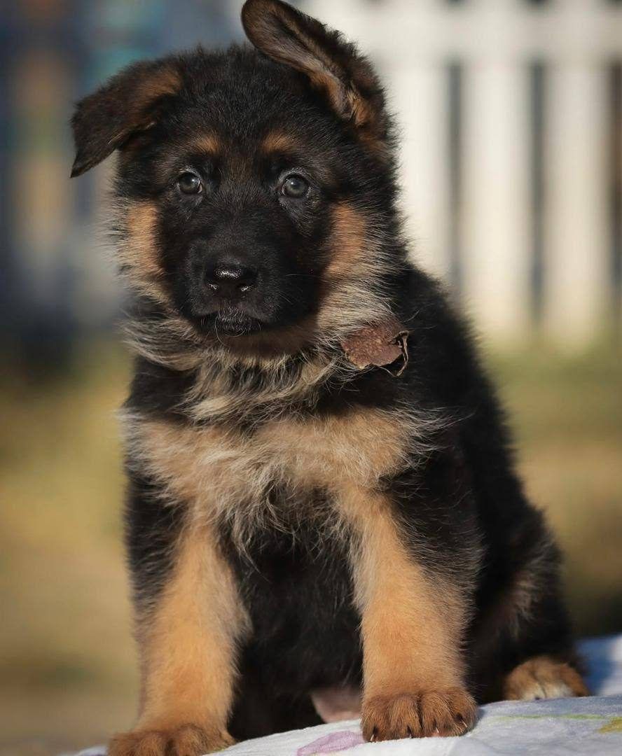 Black & Tan german shepherd puppy for sale - Nova from Jessica Shepherds