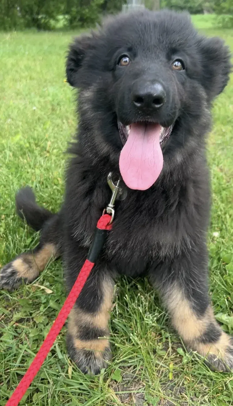 Dark Sable german shepherd puppy for sale - Prince from Jessica Shepherds