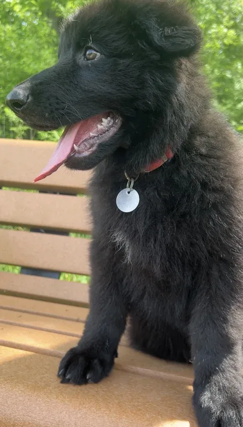 Solid Black Long-Coat german shepherd puppy for sale - Shadow from Jessica Shepherds