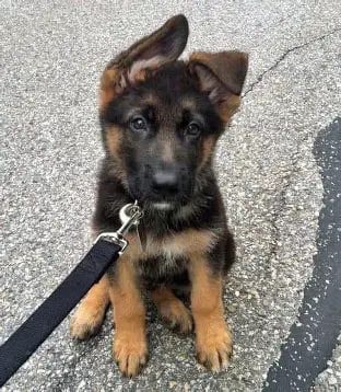 Xena photo 2
