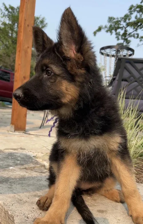 Classic Black & Tan german shepherd puppy for sale - Zara from Jessica Shepherds