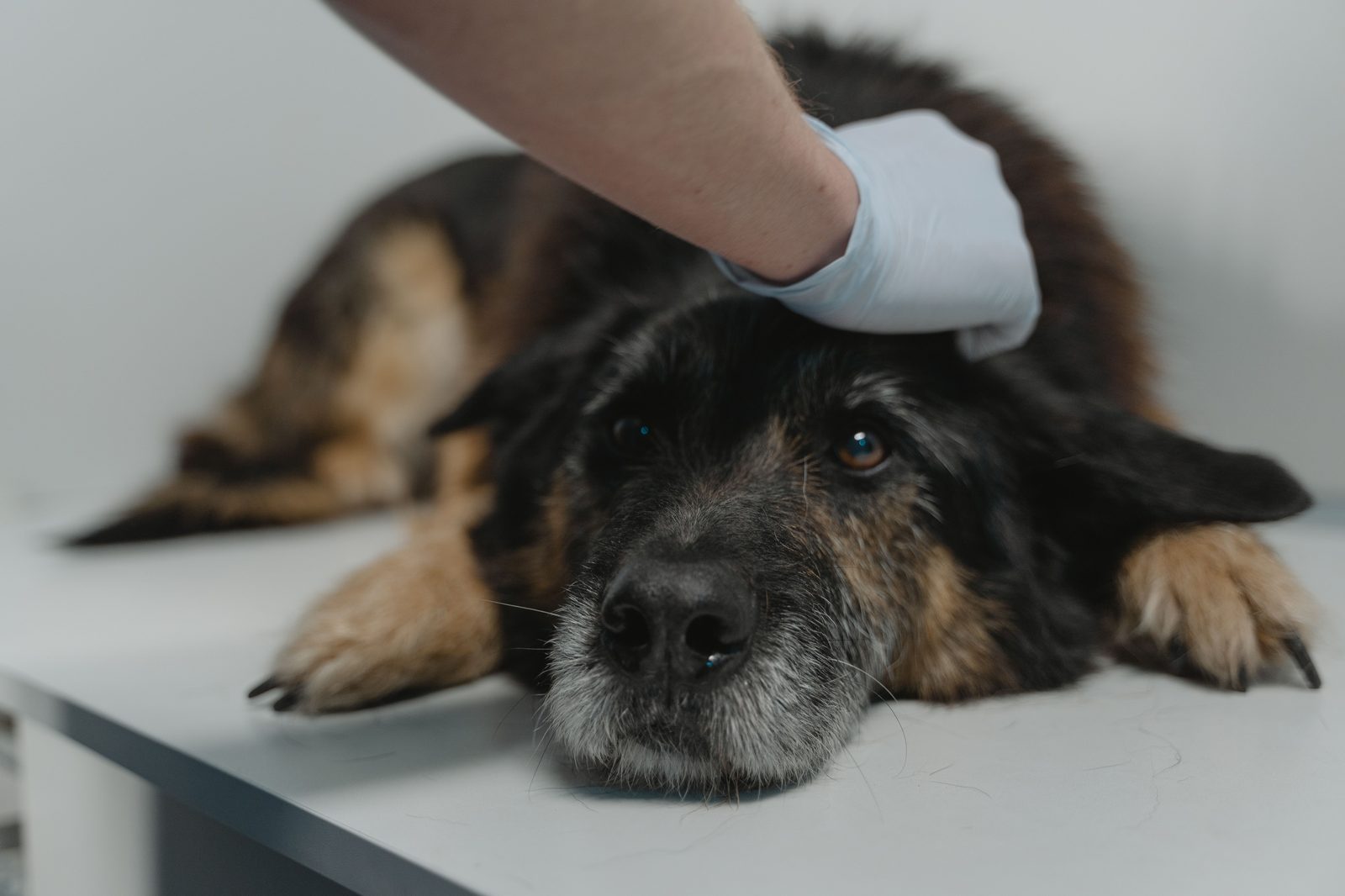 Vet checking a german shepherd puppy at Jessica Shepherds